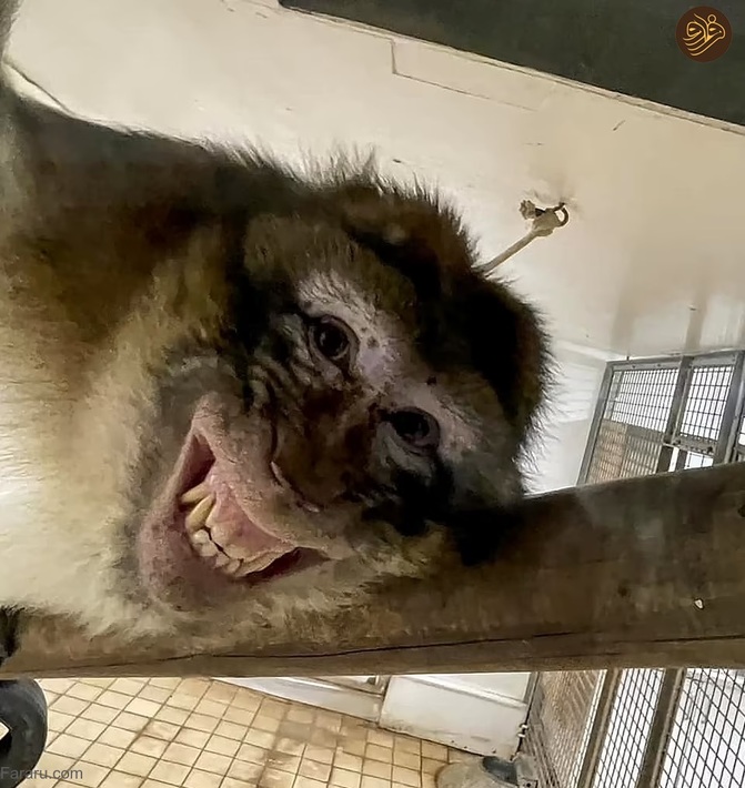 عکس‌های خنده‌دار حیوانات در باغ وحش‌ها