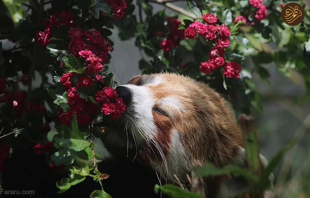 عکس‌های خنده‌دار حیوانات در باغ وحش‌ها