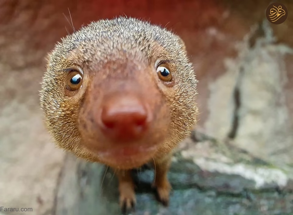 عکس‌های خنده‌دار حیوانات در باغ وحش‌ها