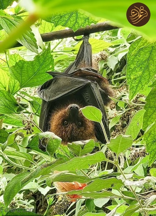 عکس‌های خنده‌دار حیوانات در باغ وحش‌ها