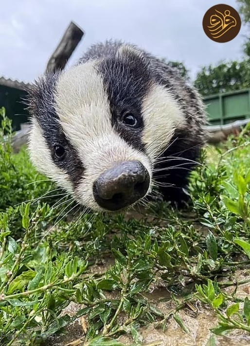 عکس‌های خنده‌دار حیوانات در باغ وحش‌ها