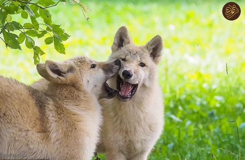 عکس‌های خنده‌دار حیوانات در باغ وحش‌ها