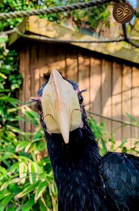 عکس‌های خنده‌دار حیوانات در باغ وحش‌ها