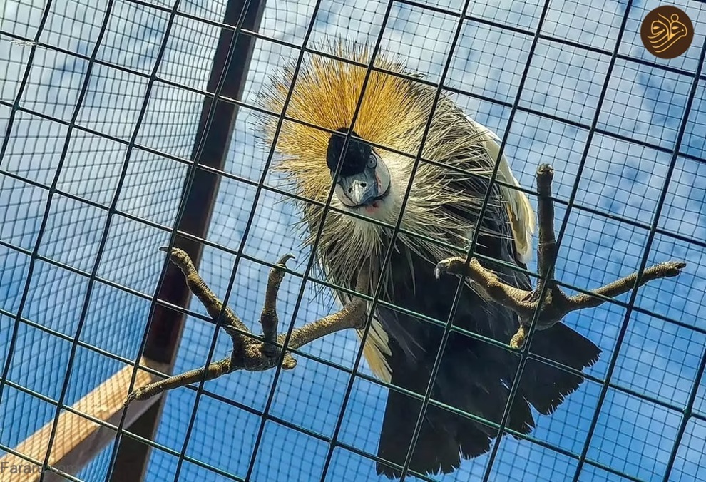 عکس‌های خنده‌دار حیوانات در باغ وحش‌ها