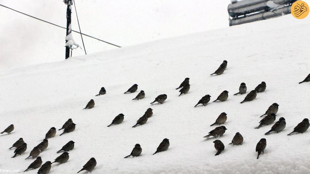 (تصاویر) بارش سنگین برف و تعطیلی مدارس در ترکیه