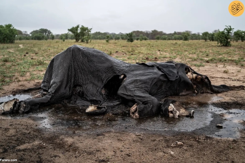 (تصاویر) مرگ غم‌انگیز فیل‌ها بر اثر تشنگی