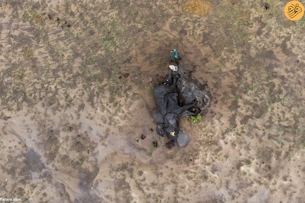 (تصاویر) مرگ غم‌انگیز فیل‌ها بر اثر تشنگی