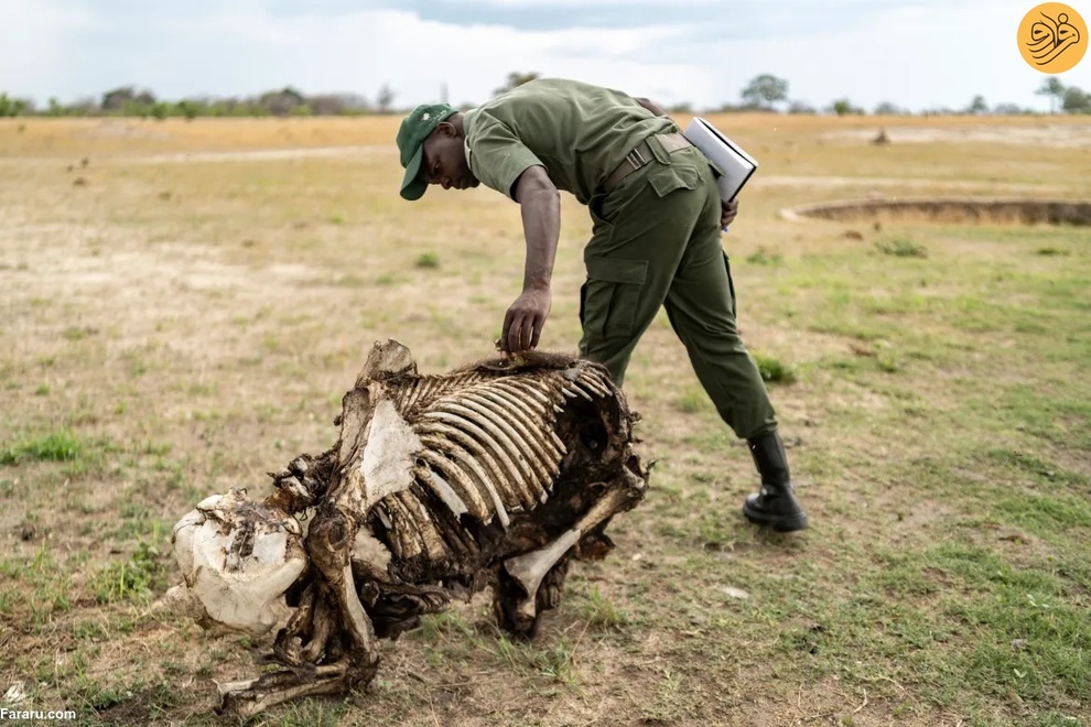 (تصاویر) مرگ غم‌انگیز فیل‌ها بر اثر تشنگی