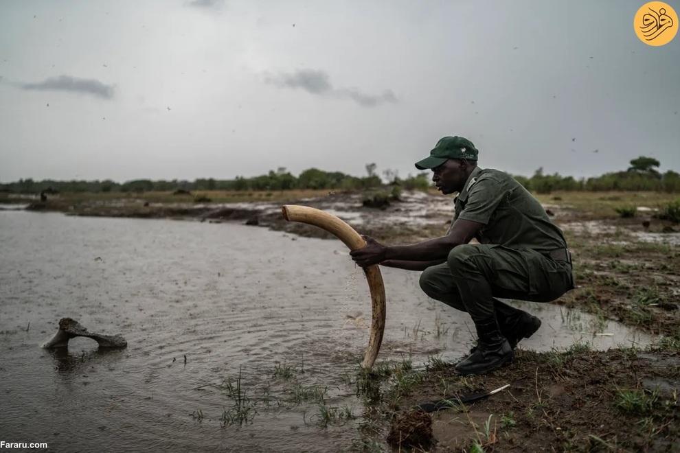 (تصاویر) مرگ غم‌انگیز فیل‌ها بر اثر تشنگی