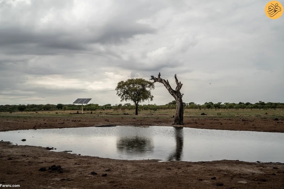 (تصاویر) مرگ غم‌انگیز فیل‌ها بر اثر تشنگی