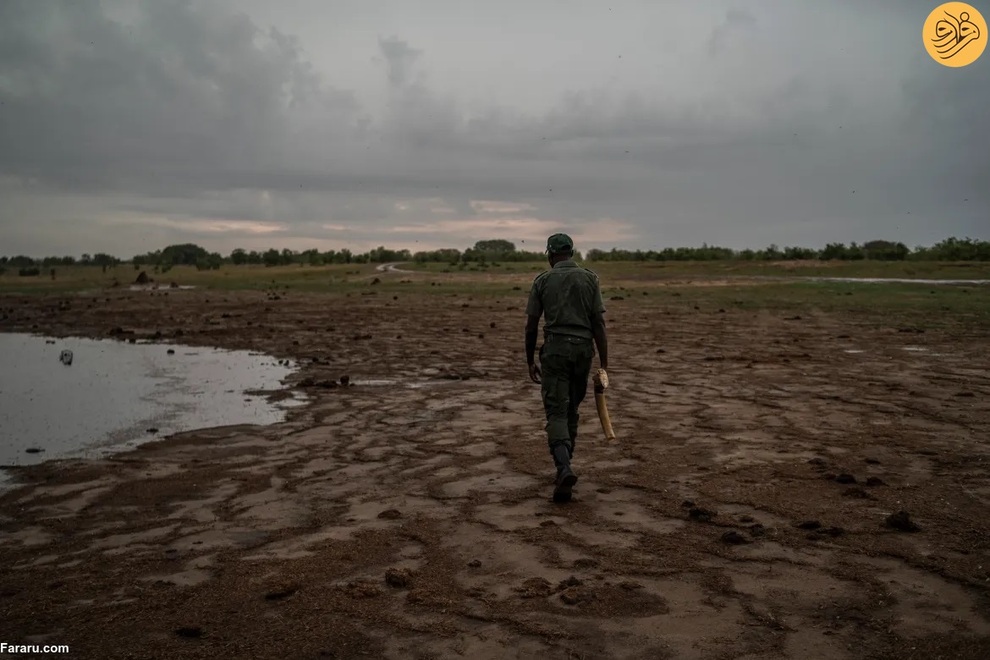 (تصاویر) مرگ غم‌انگیز فیل‌ها بر اثر تشنگی