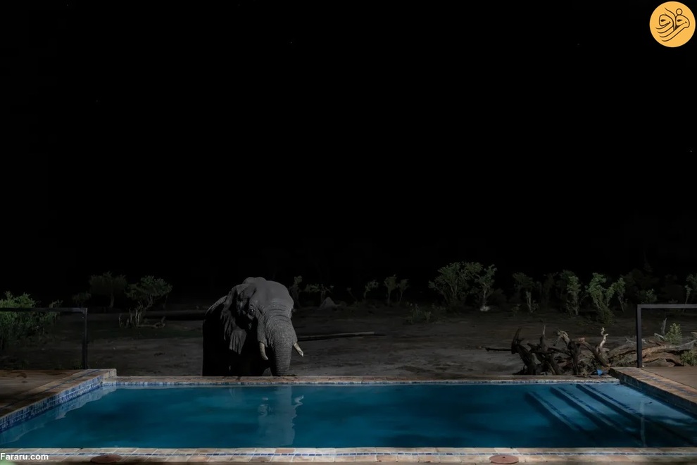 (تصاویر) مرگ غم‌انگیز فیل‌ها بر اثر تشنگی