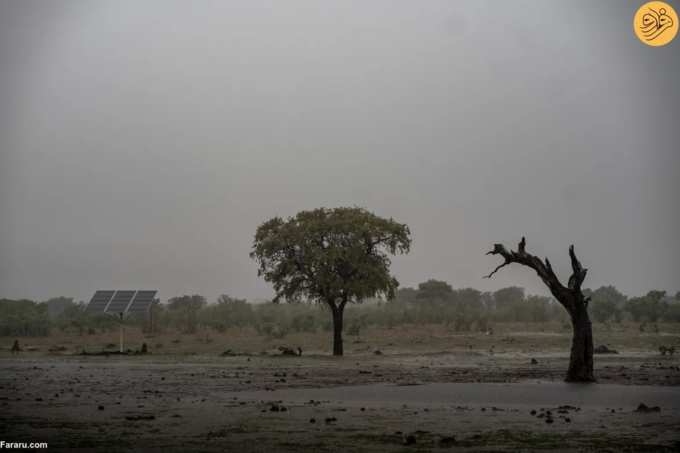 (تصاویر) مرگ غم‌انگیز فیل‌ها بر اثر تشنگی