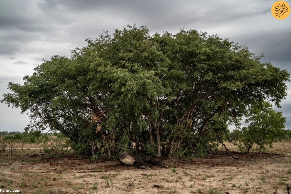 (تصاویر) مرگ غم‌انگیز فیل‌ها بر اثر تشنگی
