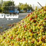 فیلم| داستان سیب‌هایی که آب دریاچه ارومیه را می‌بلعند