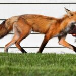 ببینید | کمین ماهرانه روباه و شکار مرغ در حال خواب