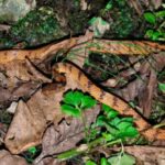 کشف اتفاقی یک گونه جدید از مار!/ عکس