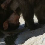 سنت شکنی حیرت انگیز بابون مادر برای خوردن آب/ صف را به هم می‌زند و جلوی نر گله می‌ایستد (فیلم)