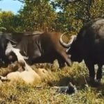 گرفتار شدن شیر نر میان دسته گاومیش‌ها/ تا حد مرگ می زننش (فیلم)