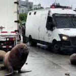 شیلی؛ هجوم شیر و مرغان دریایی به خیابان‌ها شهر (فیلم)
