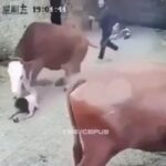 لحظه هولناک حمله گاو تازه زایمان کرده به کودک (فیلم)