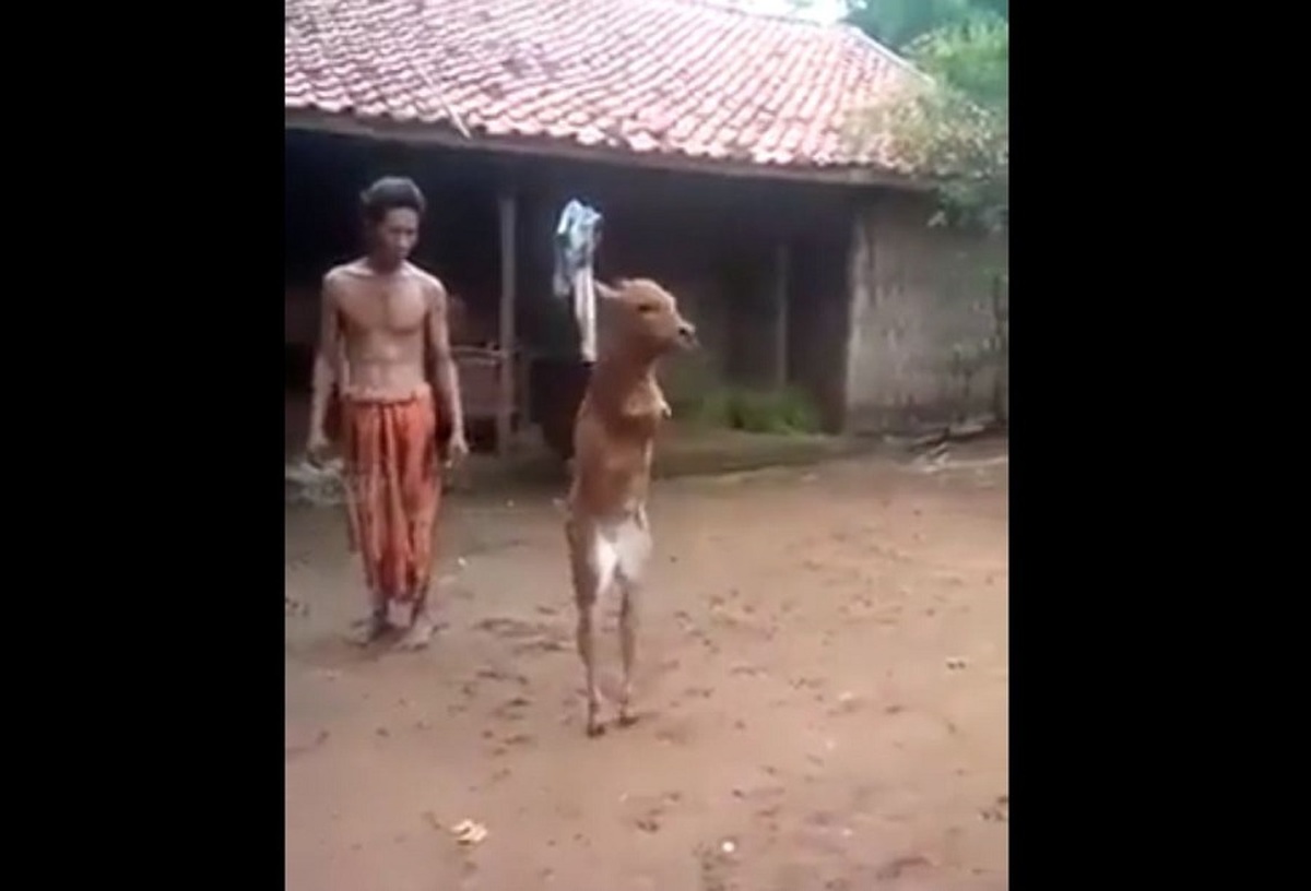 گوساله ی عجیبی که بخاطر قطع شدن دست هایش مثل انسان روی دو پا راه می رود (فیلم)