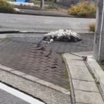 صحنه‌های عجیب شبیه نفس کشیدن زمین، بعد از زلزله ۷/۶ ریشتری ژاپن (فیلم)