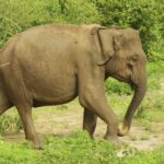 زورگیری خشن فیل گرسنه از خودروی گردشگران (فیلم)