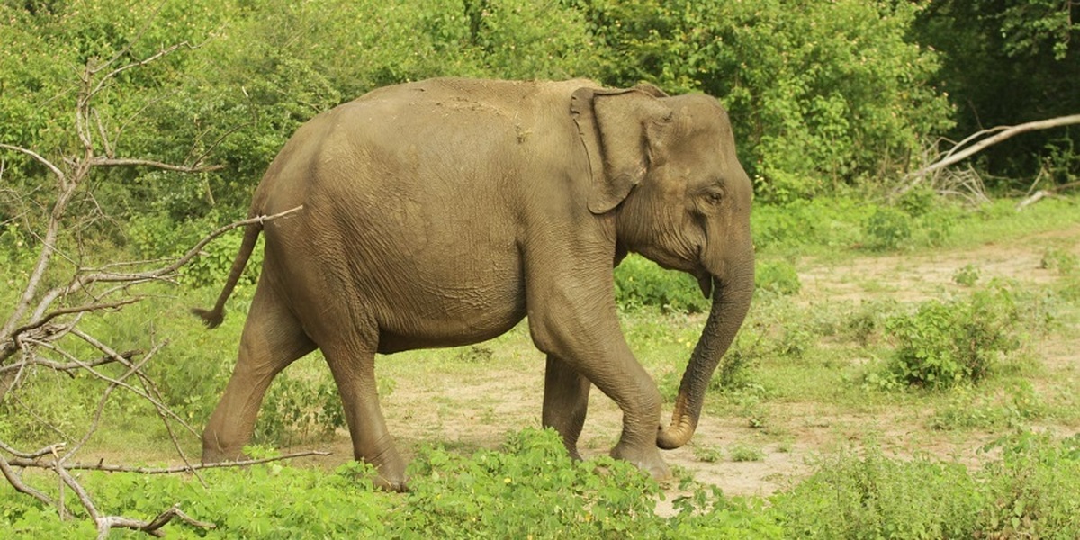زورگیری خشن فیل گرسنه از خودروی گردشگران (فیلم)