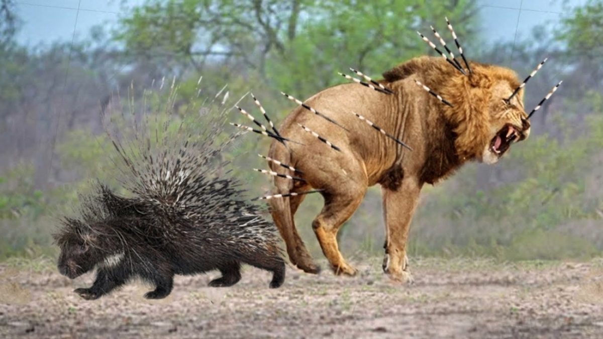 حمله وحشیانه شیر به خارپشت (فیلم)