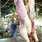 برش و بسته بندی گوشت گاوهای بزرگ در یک کارخانه ایتالیایی (فیلم)