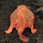 دیده شدن یک ماهی عجیب در کف دریا (فیلم)