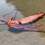 مشاهده ماهی مرکب غول‌پیکر ۳ متری در سواحل ژاپن (فیلم)