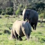نبرد دیدنی فیل با کرگدن (فیلم)