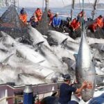 فرآیند فرآوری ماهی های بزرگ وسط اقیانوس ؛ از صید تا برش و بسته بندی (فیلم)