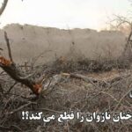قطع وسیع و بی‌سر و صدای درختان کهنسال ناژوان در شهر اصفهان (فیلم)