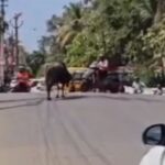 حمله گاو خشمگین به مردم وسط خیابان (فیلم)