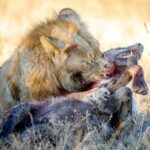 جدال خونین در حیات وحش؛ شکار کفتار توسط شیر (فیلم)