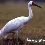 خبری از امید نیست/ آیا یک حیوان دیگر هم به طور کامل منقرض شد؟ (فیلم)