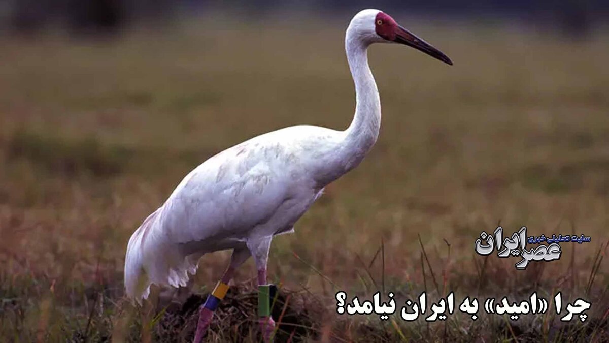 خبری از امید نیست/ آیا یک حیوان دیگر هم به طور کامل منقرض شد؟ (فیلم)