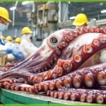 صید ماهی مرکب در اقیانوس؛ فرآوری ماهی مرکب غول پیکر در کارخانه (فیلم)