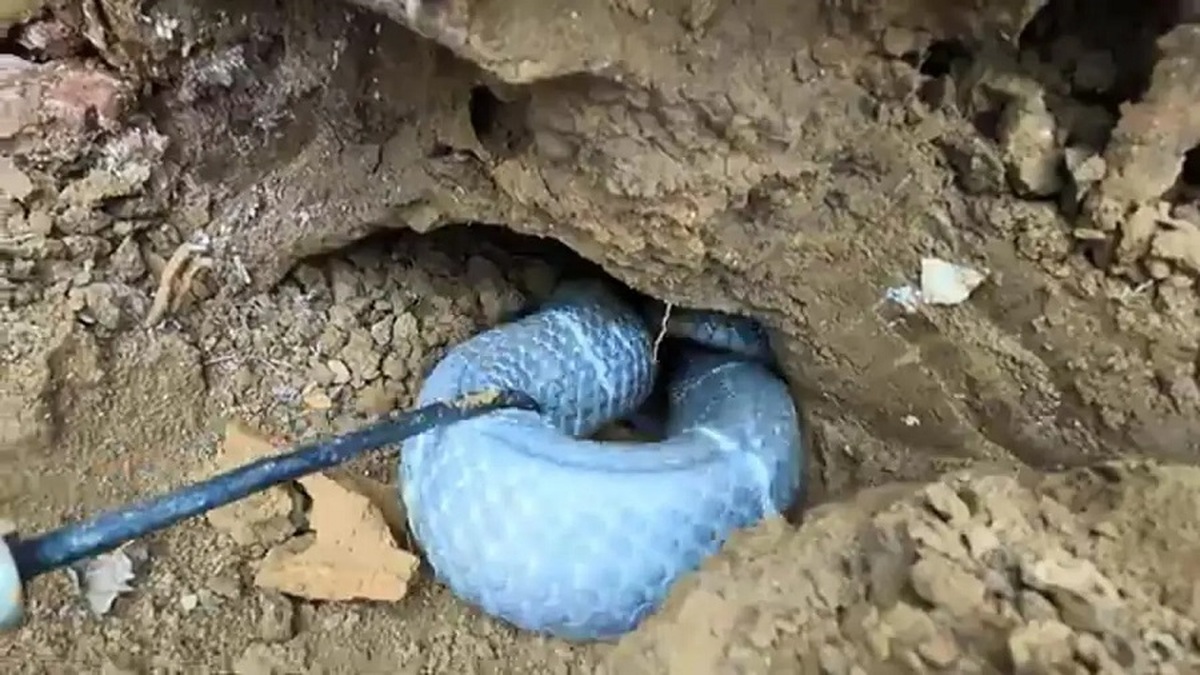 شکار 6 شاه مار کبرای عجیب در کنار مقبره باستانی توسط دو شکارچی ویتنامی (فیلم)