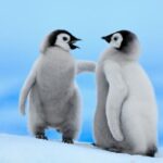 مشاهده پنگوئن سفیدرنگ کمیاب در قطب جنوب (فیلم)