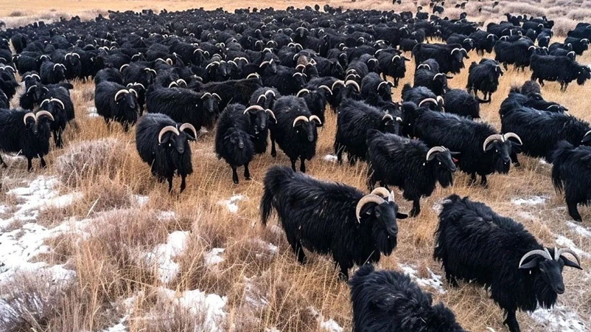 چگونه دامداران آمریکایی میلیون ها بز را پرورش می دهند؟ (فیلم)