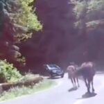 تصادف وحشتناک اسب با خودرو سواری وسط جاده (فیلم)