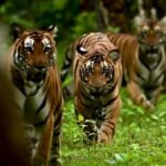 پنج ببر با هم در جنگل/ اهالی جنگل دارند به هم خبر می‌دهند (فیلم)