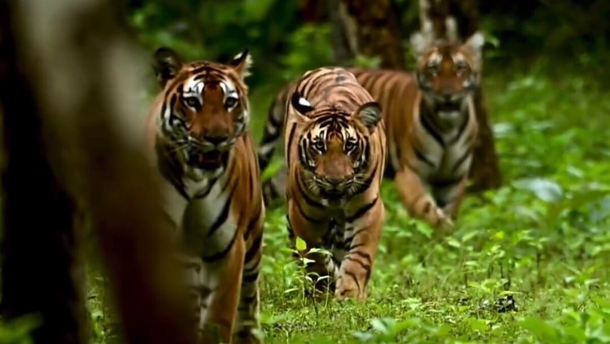 پنج ببر با هم در جنگل/ اهالی جنگل دارند به هم خبر می‌دهند (فیلم)