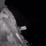 شکار حیرت انگیز عقاب در شب توسط جغد (فیلم)