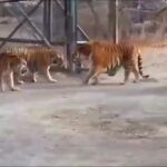 عقب نشینی ببر‌های بنگانی در برابر ببر تنومند آمور (فیلم)