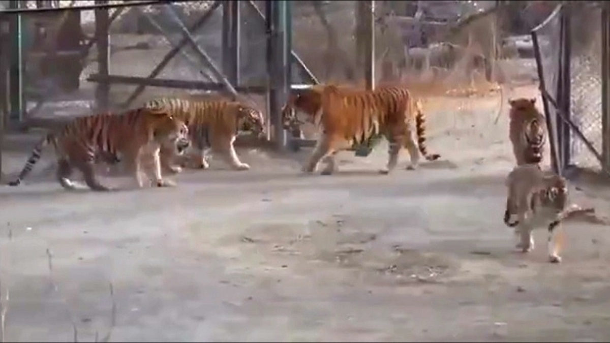 عقب نشینی ببر‌های بنگانی در برابر ببر تنومند آمور (فیلم)